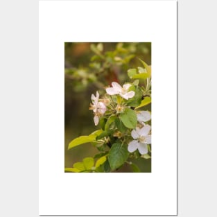 ebs apricot blossoms Posters and Art